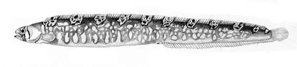 Banded gunnel