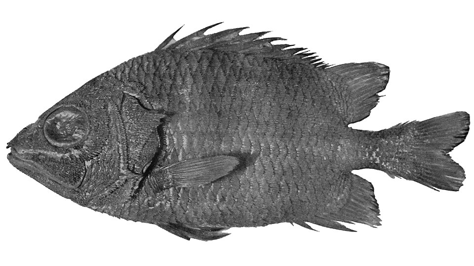 Pristilepis oligolepis