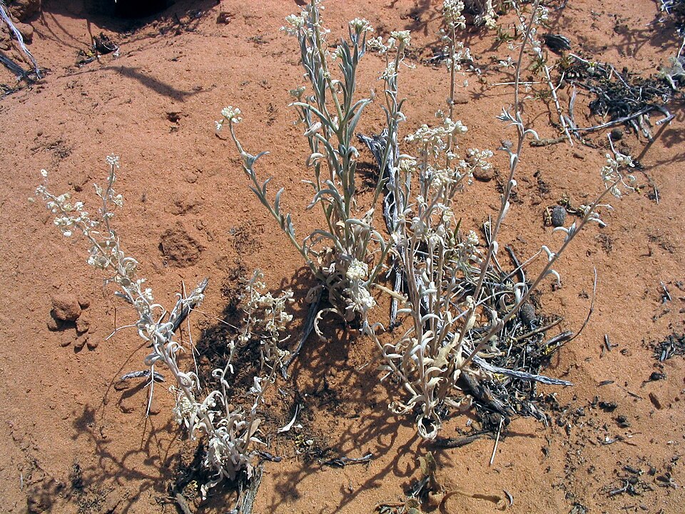 Dimorphocarpa