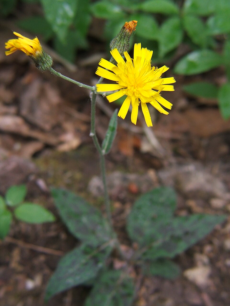Hieracium maculatum