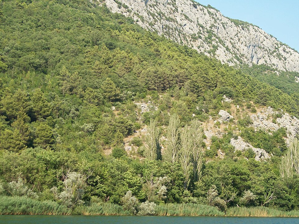 Illyrian deciduous forests