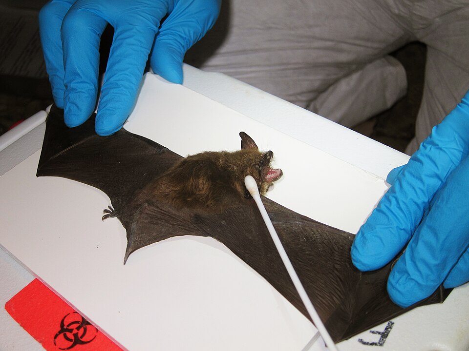 Nyctophilus arnhemensis
