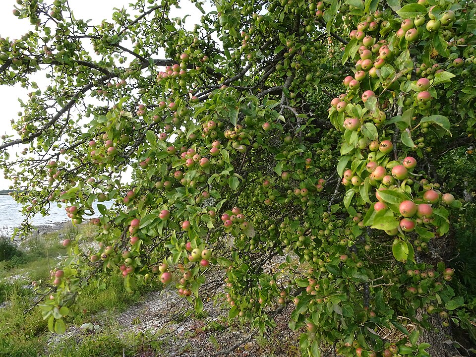 Malus sylvestris