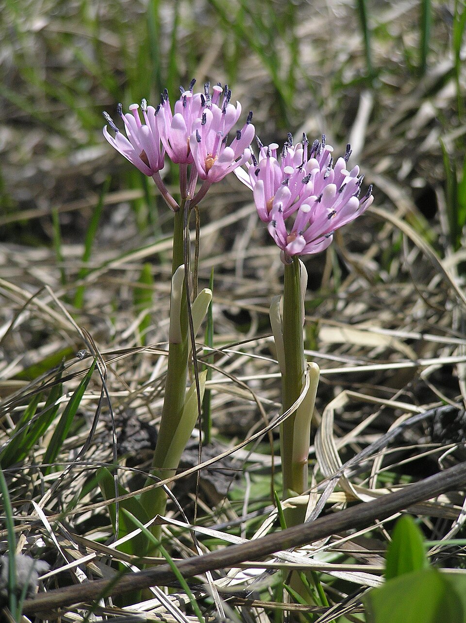 Heloniopsis