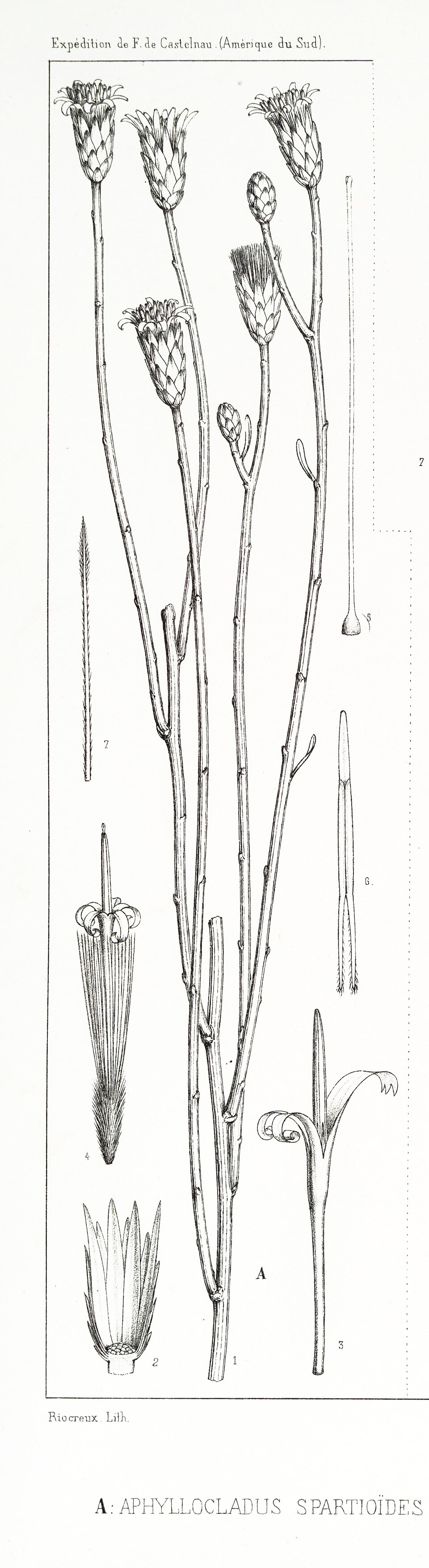 Aphyllocladus