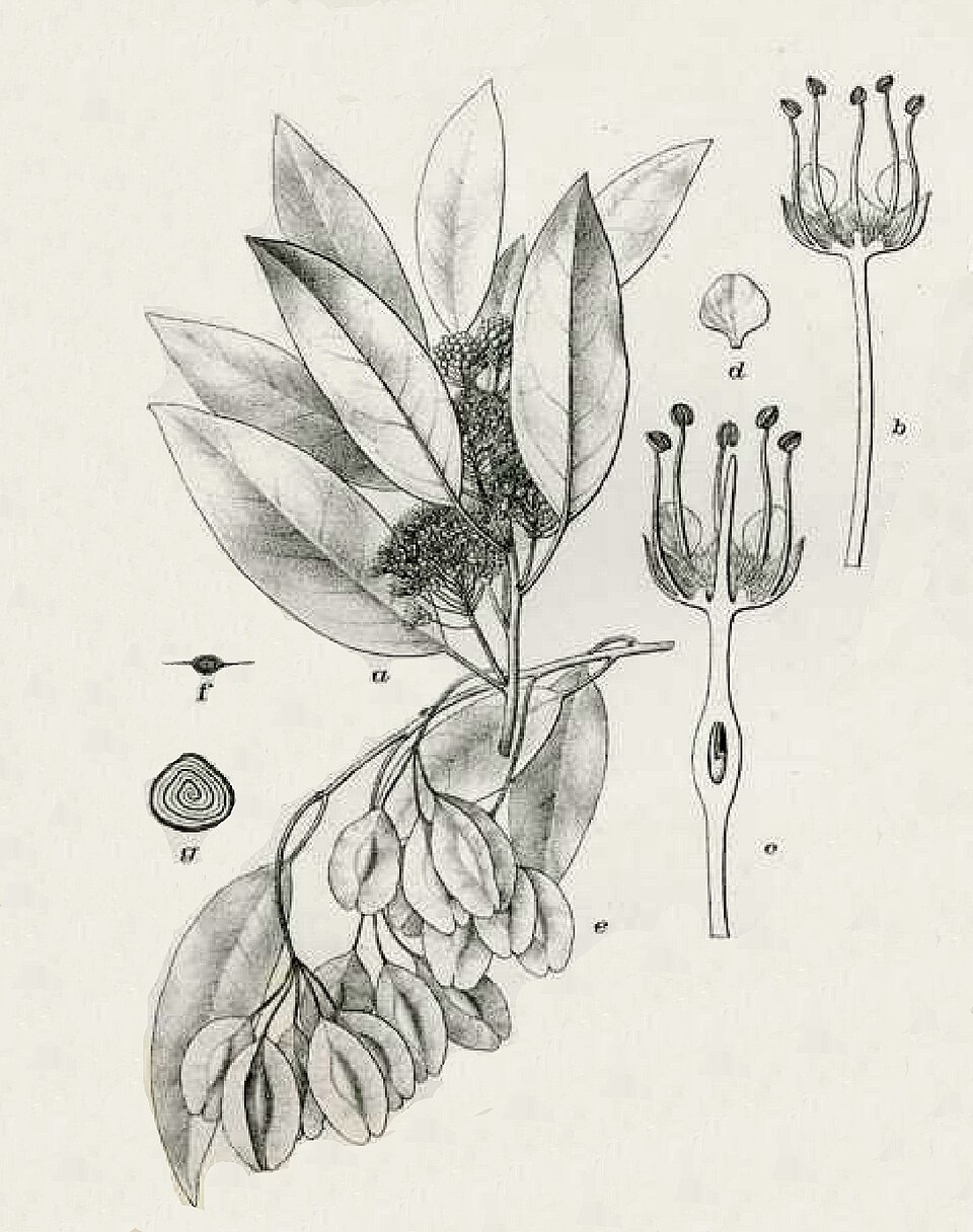 Pteleopsis