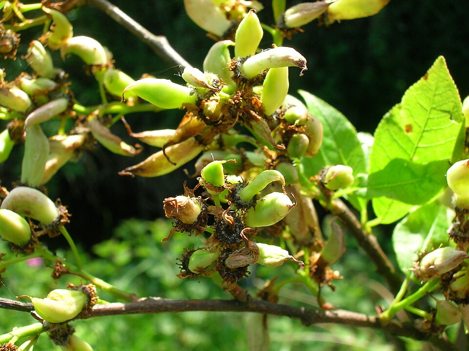 Taphrina padi