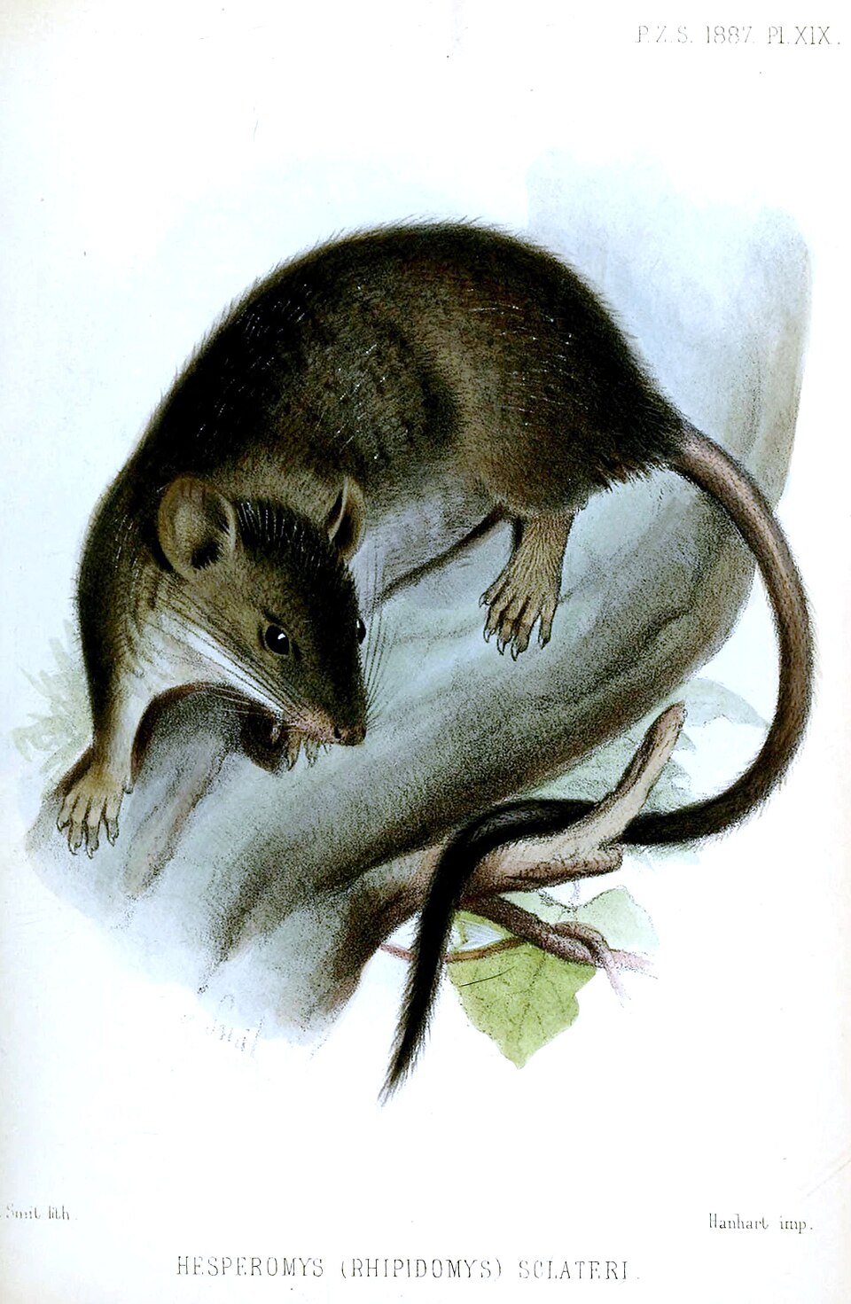 Rhipidomys