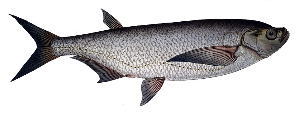 Pelecus cultratus