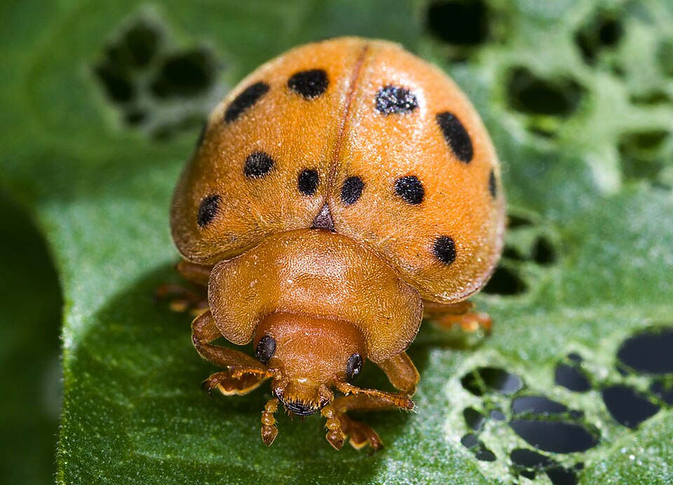 Epilachna
