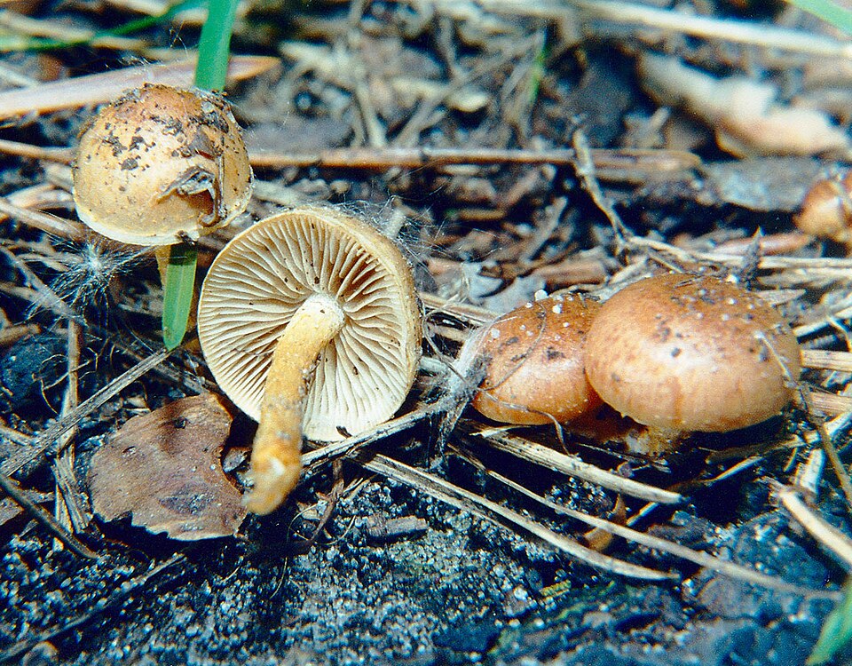Pholiota highlandensis