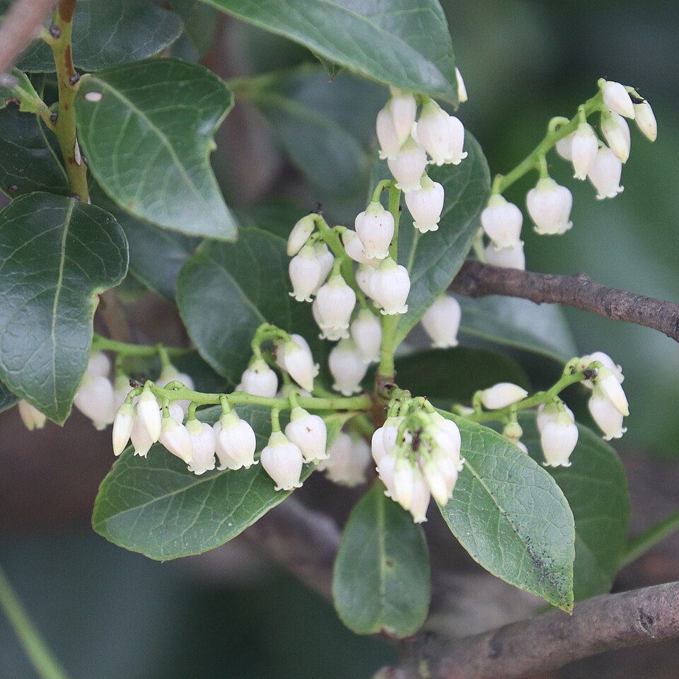 Vaccinium bracteatum