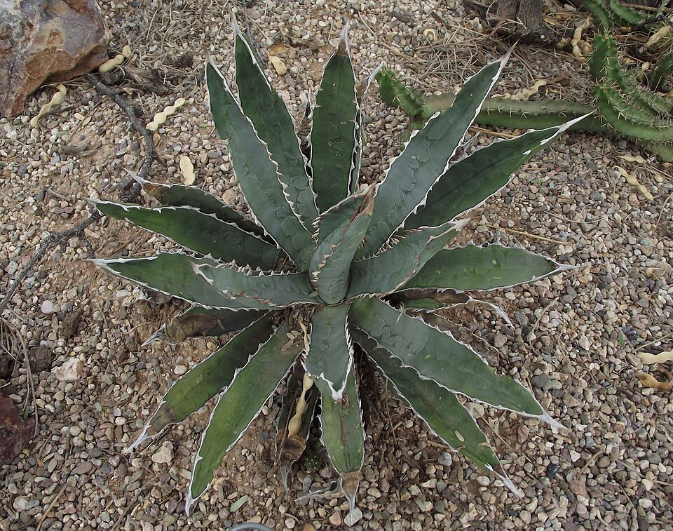 Agave univittata