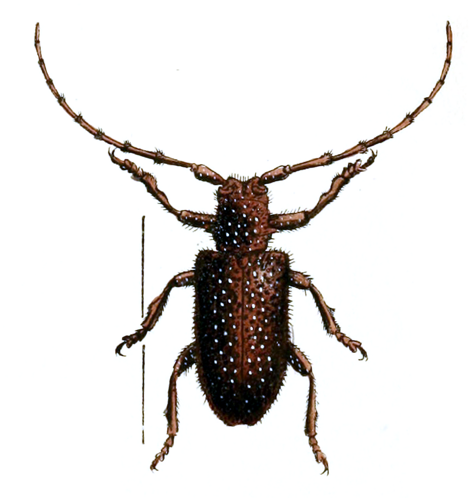 Aristobia hispida