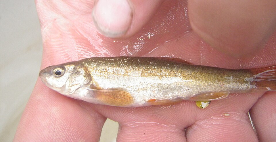 northern leatherside chub