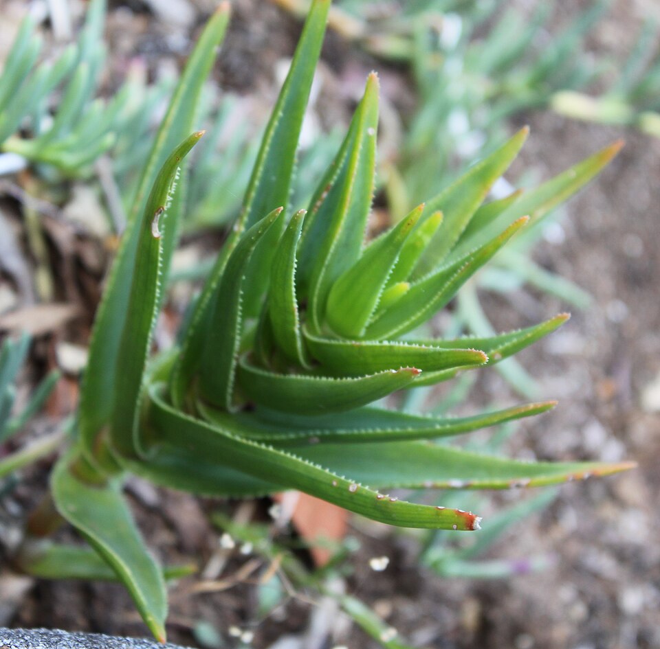 Aloe juddii