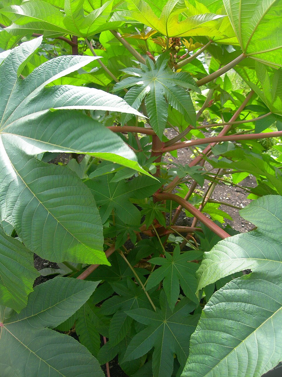 Ricinus