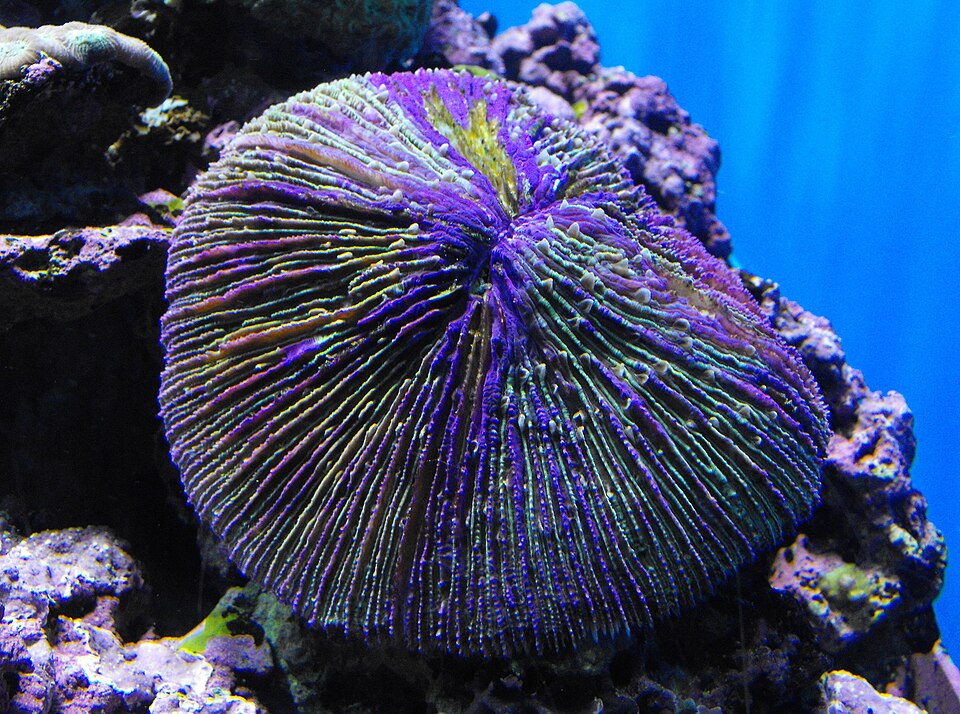 Fungia fungites