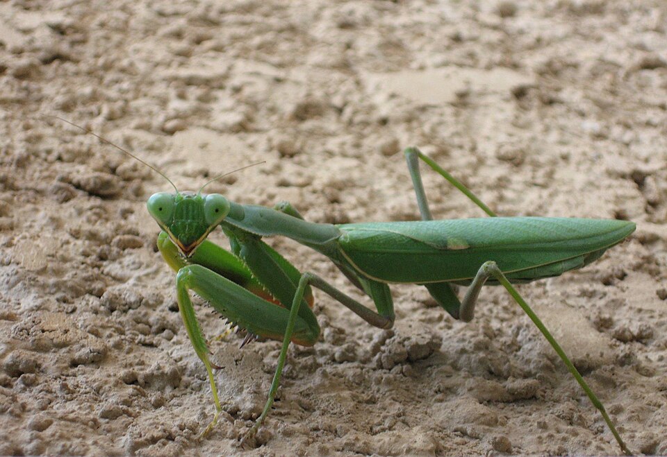 Sphodromantis