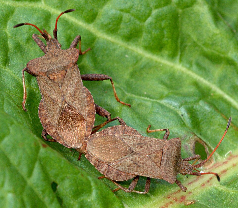 Coreus marginatus
