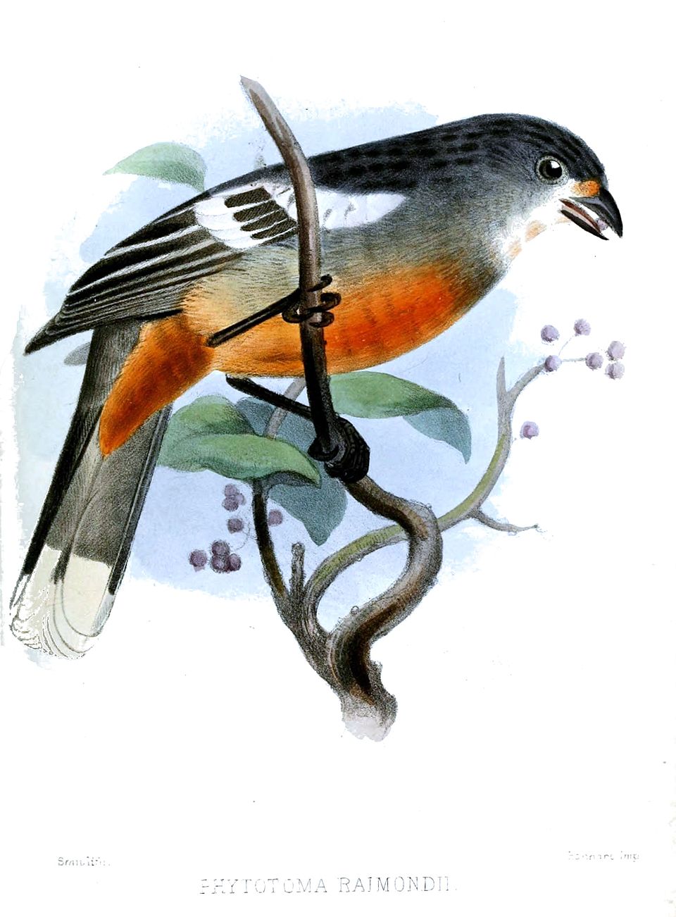 Peruvian Plantcutter