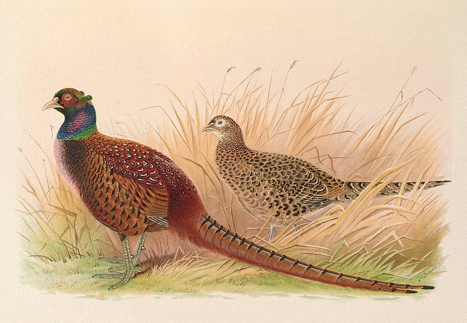 Common Pheasant