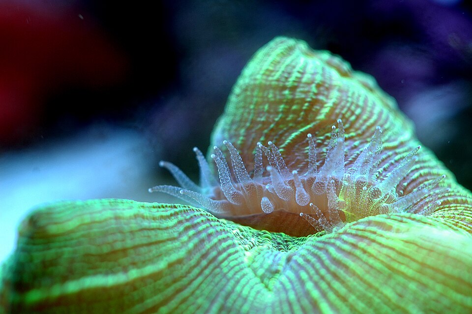Open brain coral