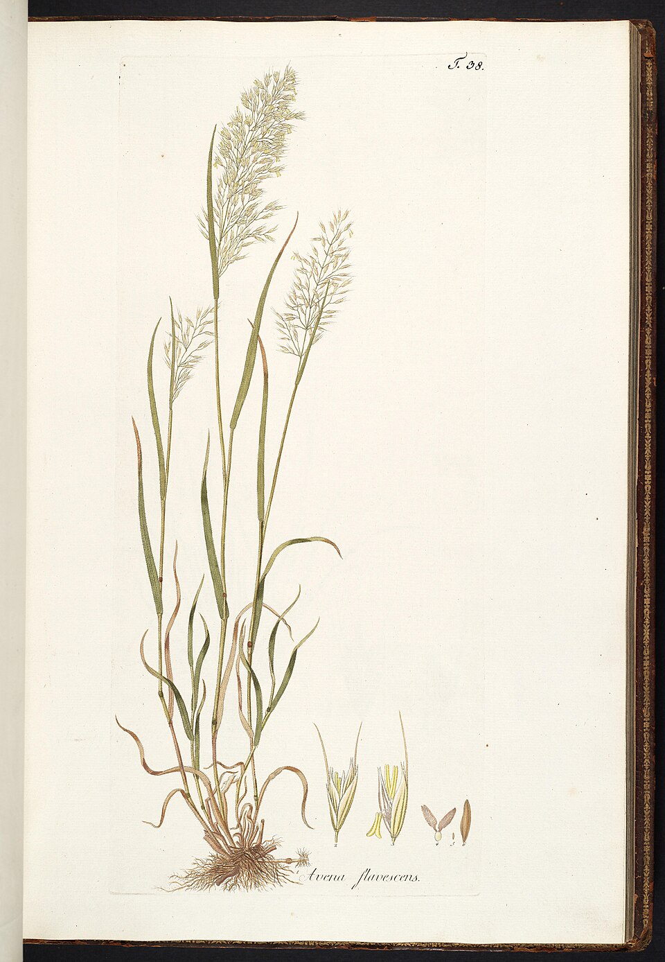 Trisetum