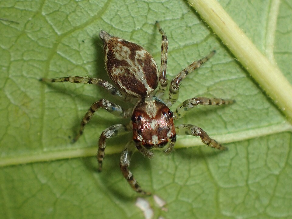 Compsodecta