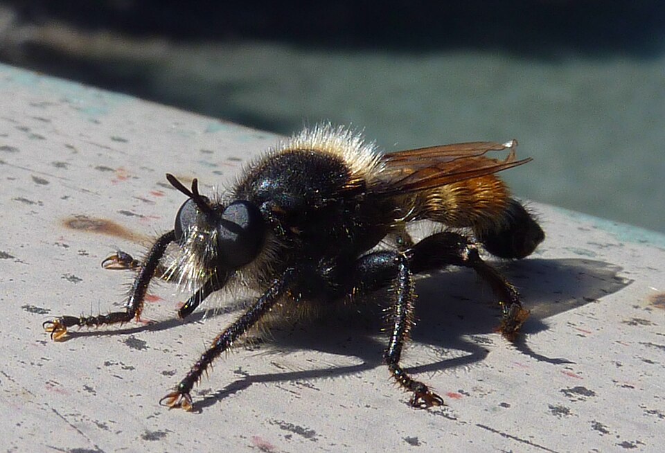 Laphria flava
