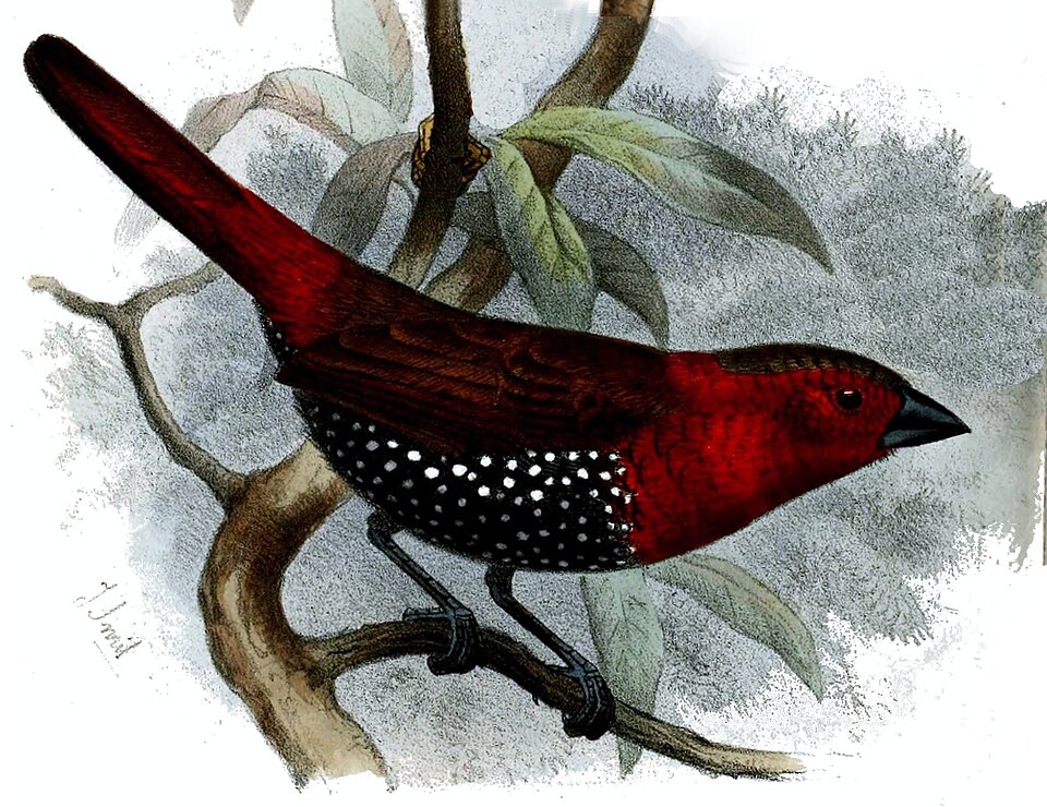 Hypargos niveoguttatus
