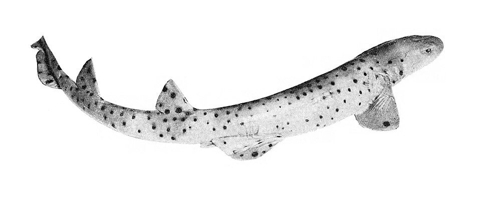 Parascylliidae