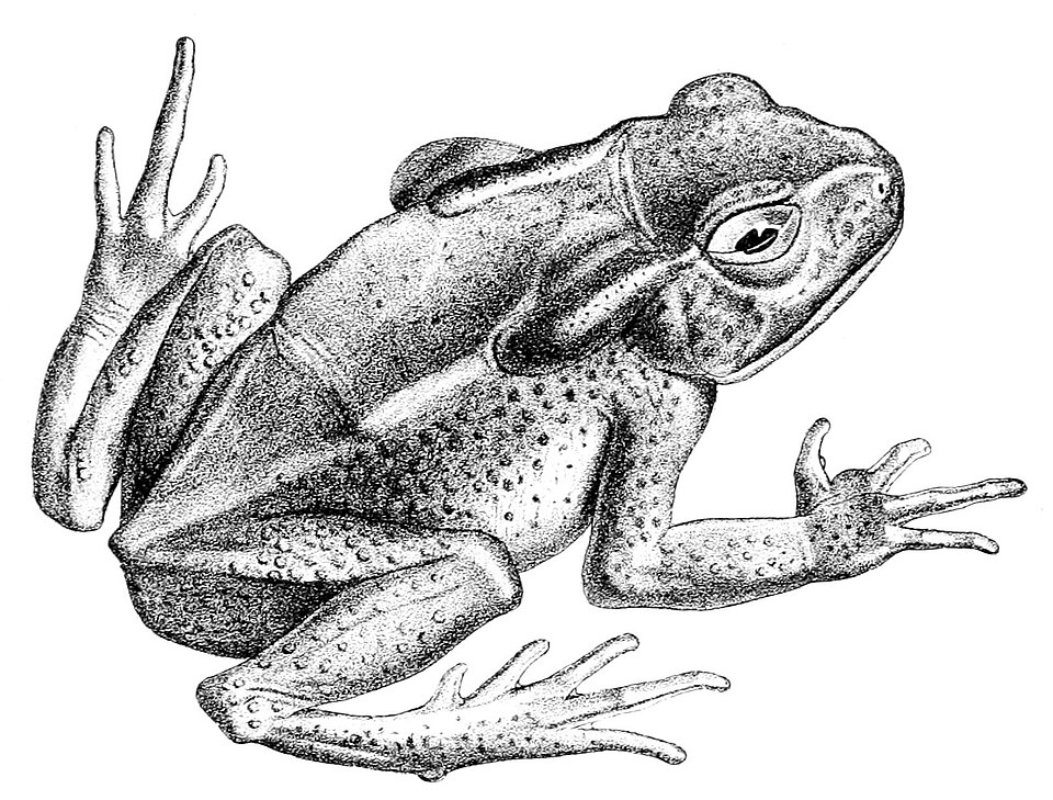 Rhaebo caeruleostictus