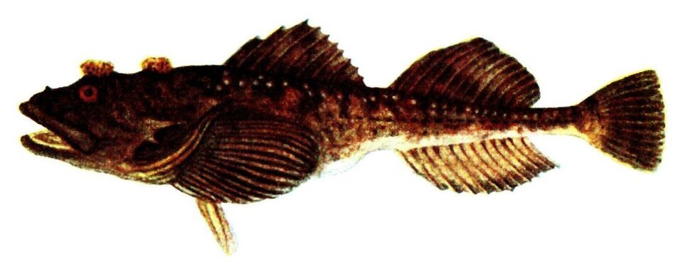 Fourhorn sculpin