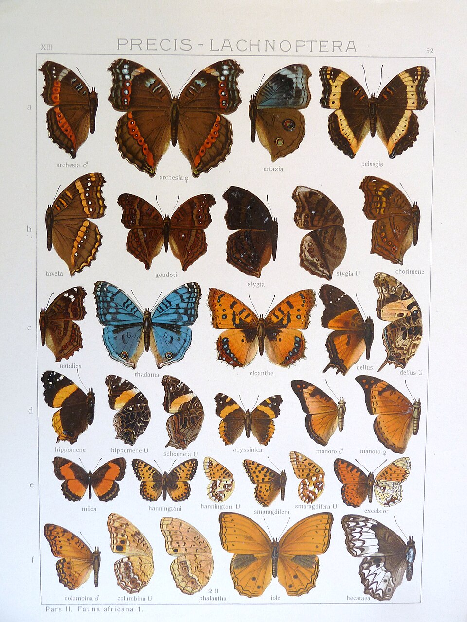 Lachnoptera