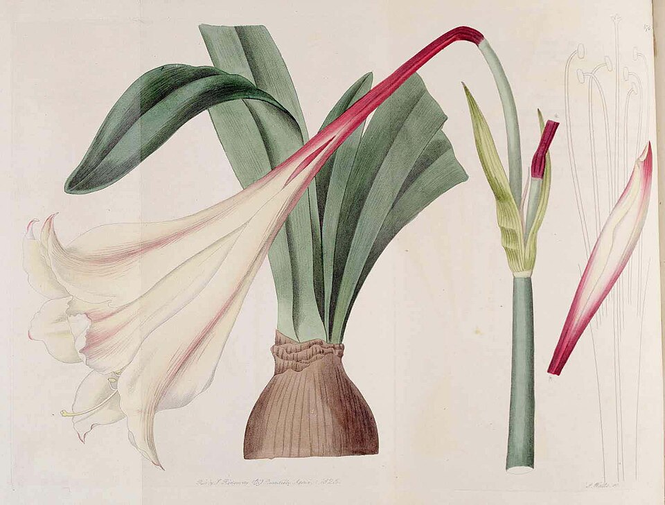 Hippeastrum elegans
