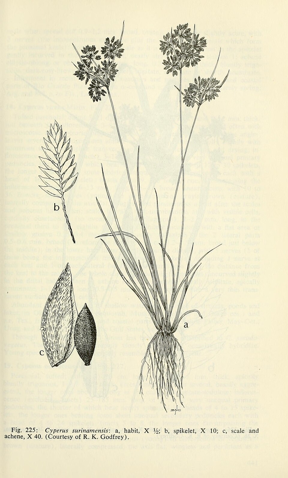 Cyperus surinamensis