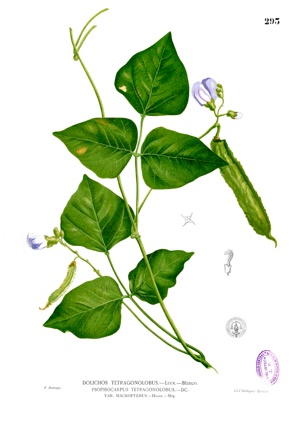 Psophocarpus