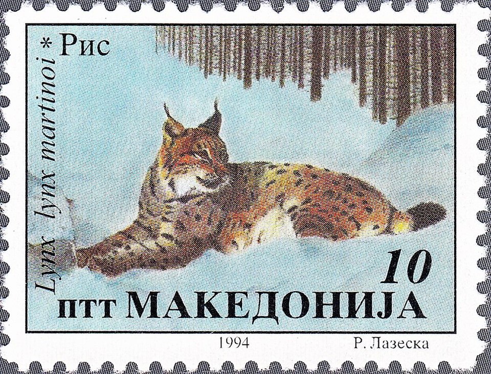 Balkan lynx