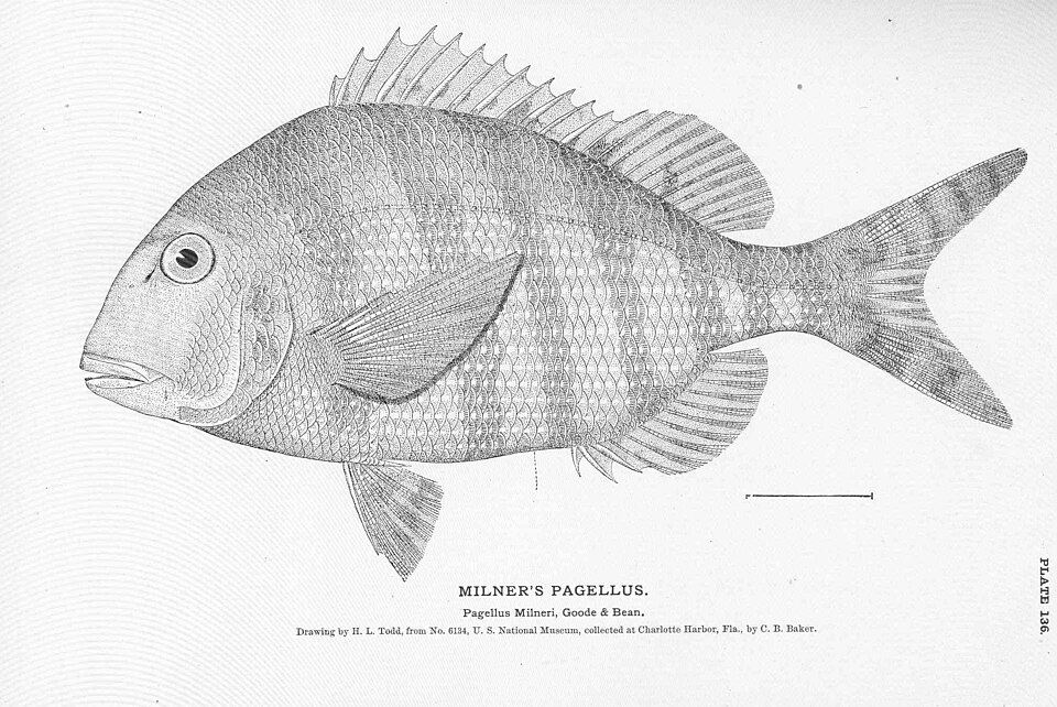 Sheepshead porgy