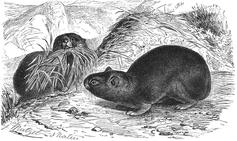 Alpine pika