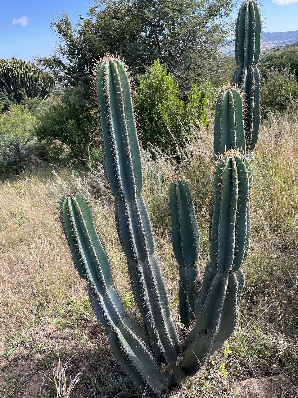 Cereus jamacaru