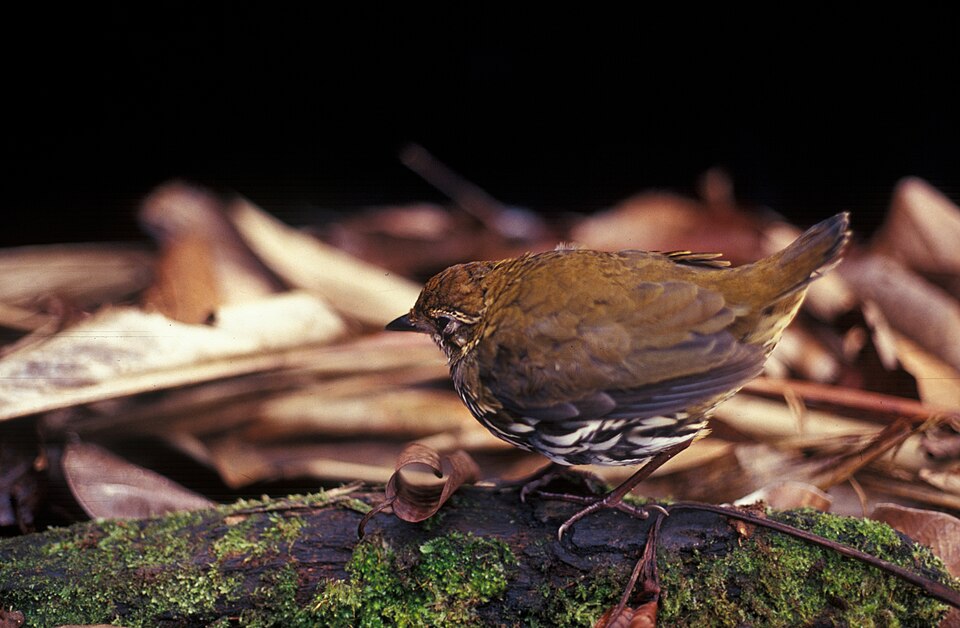 Formicariidae