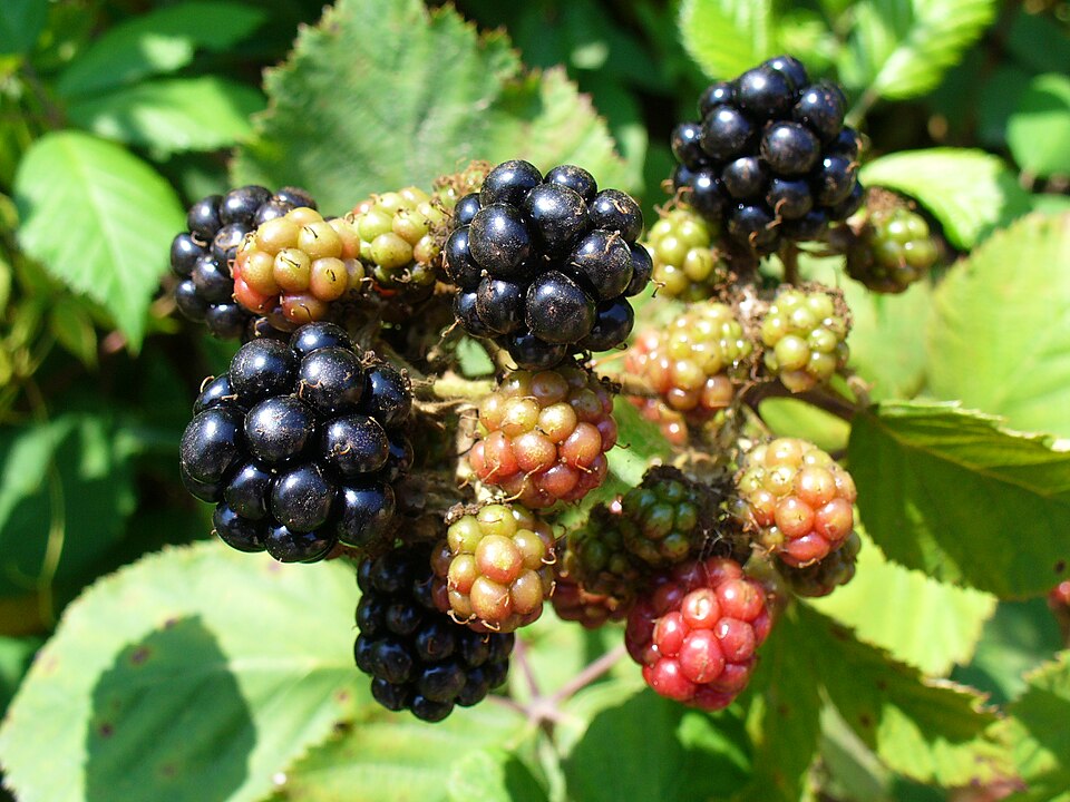 Rubus