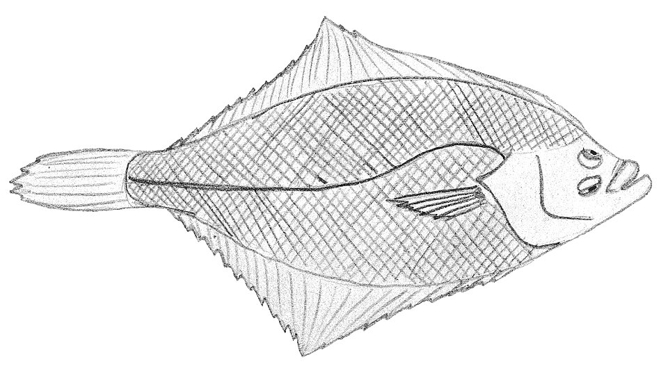 Pseudopleuronectes obscurus