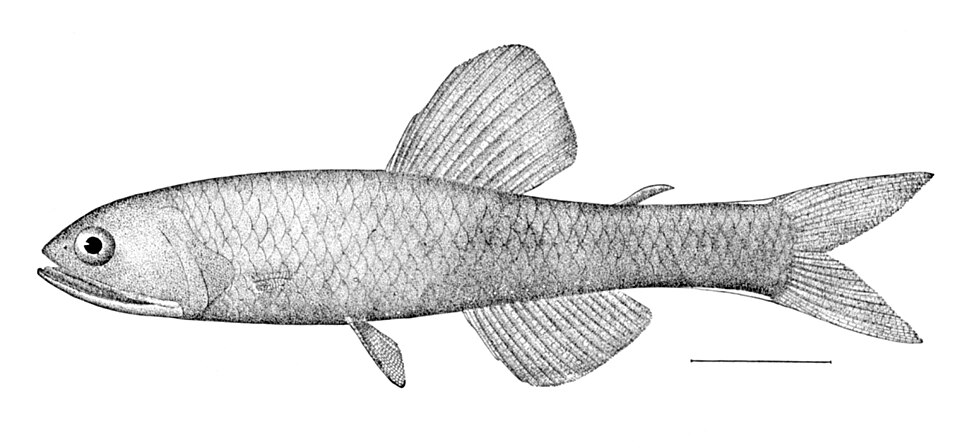 Lampanyctus