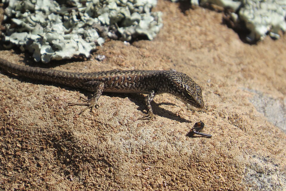 Spotted Skink