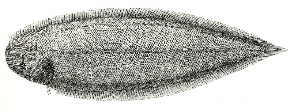Cynoglossus bilineatus