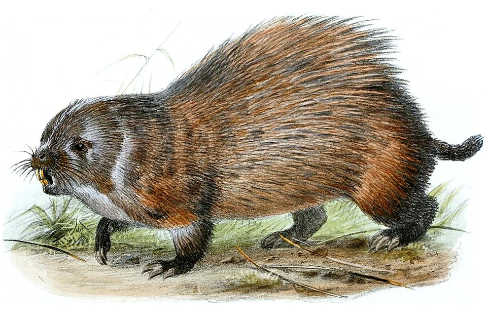 Coendou rufescens