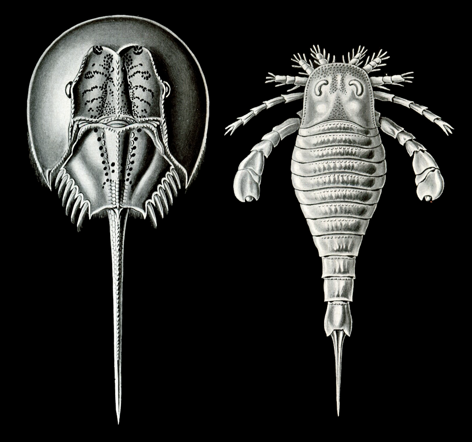 Merostomata